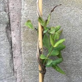 Twisting stems of a twining climber